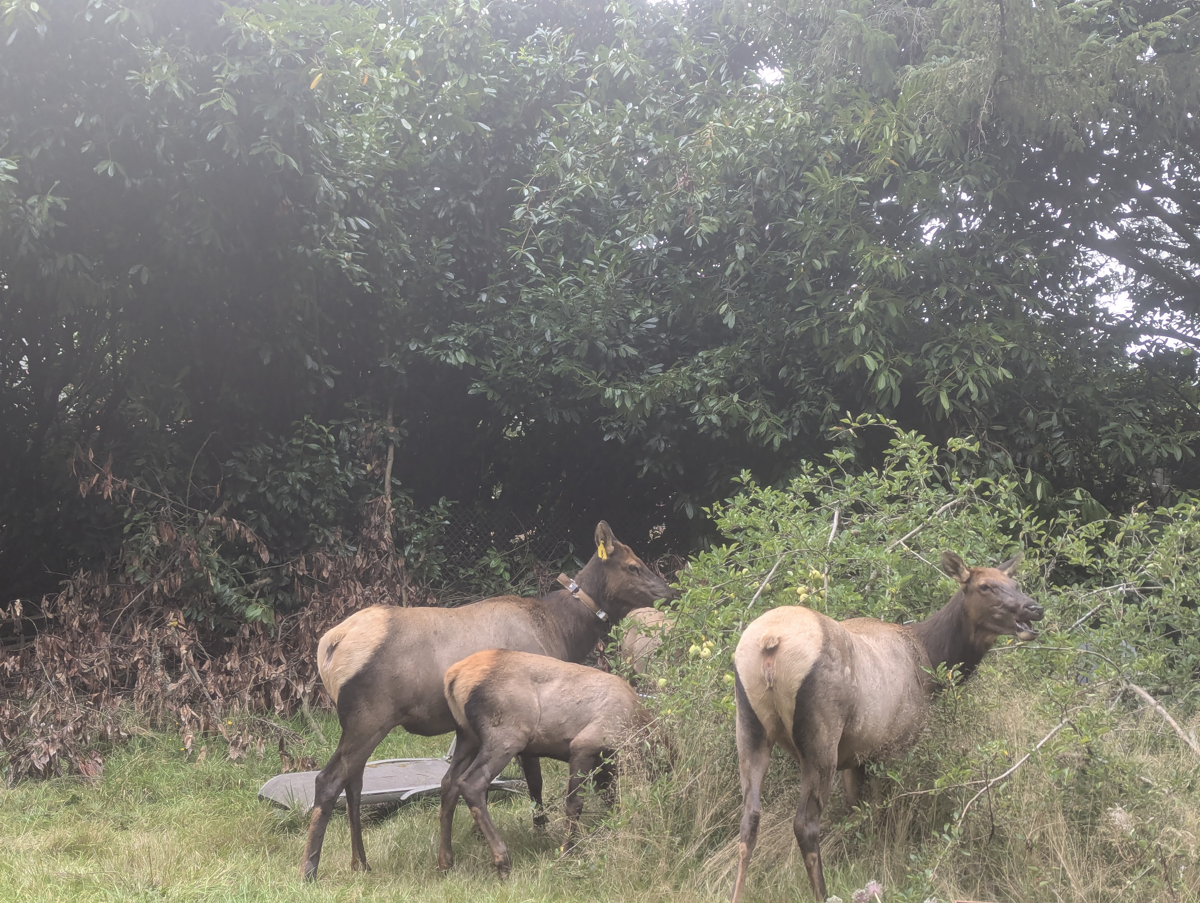 Elk at the apple tree