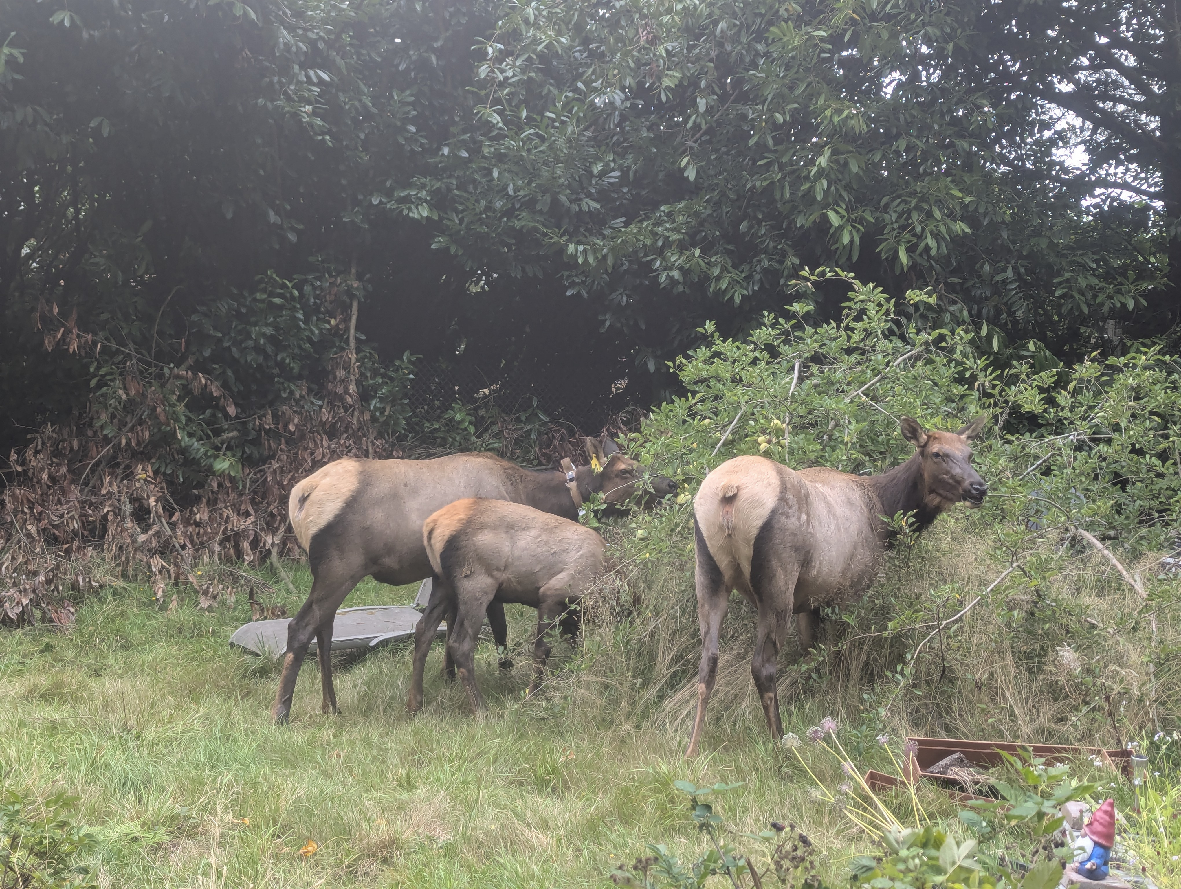 Elk at the apple tree